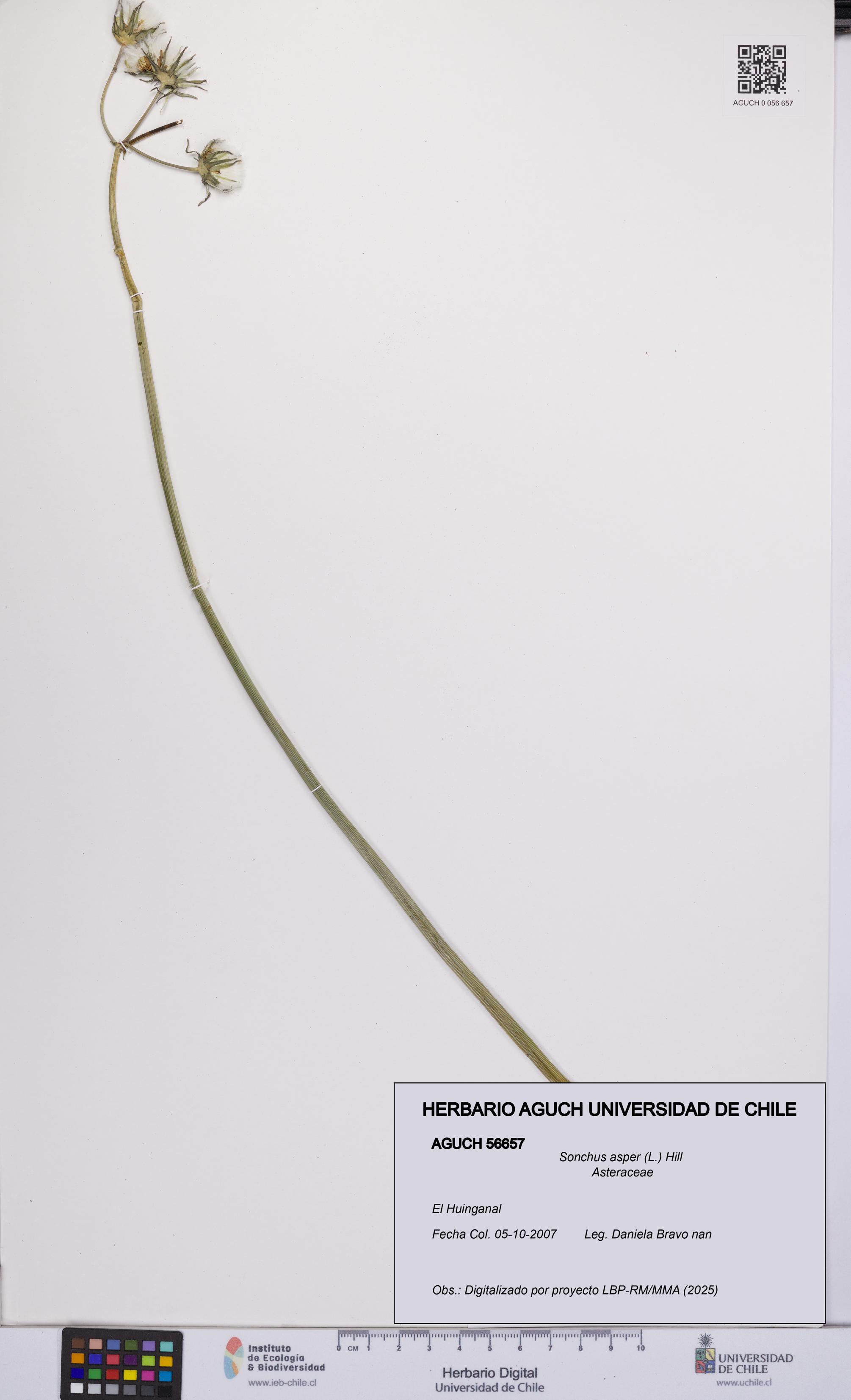 Sonchus asper [Espécimen: UCH:AGUCH:0056657]