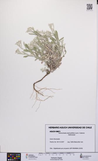 Gamochaeta stachydifolia [Espécimen: UCH:AGUCH:0056671]