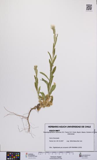 Pseudognaphalium cabrerae [Espécimen: UCH:AGUCH:0056677]