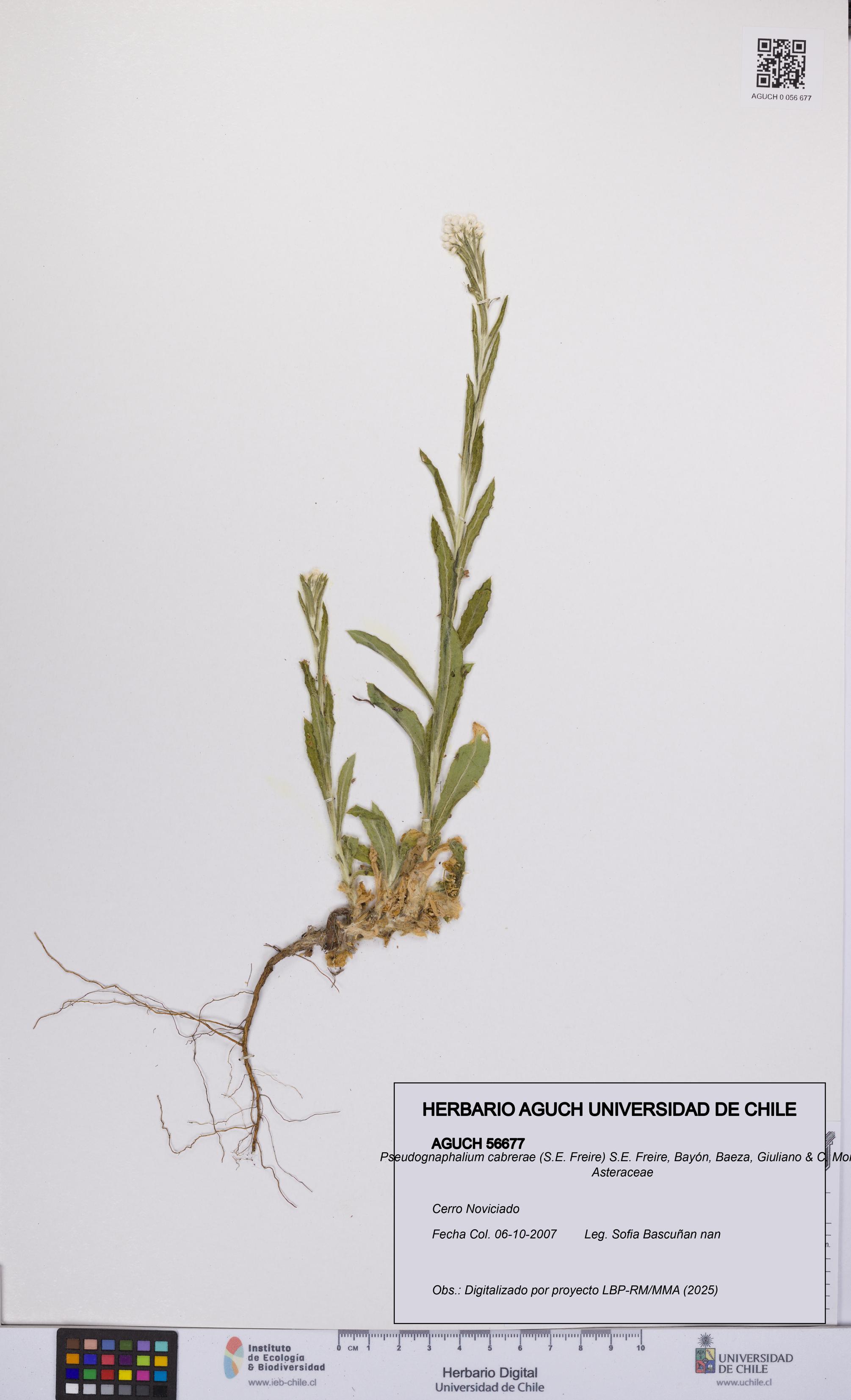 Pseudognaphalium cabrerae [Espécimen: UCH:AGUCH:0056677]