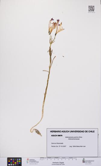 Alstroemeria pulchra [Espécimen: UCH:AGUCH:0056678]