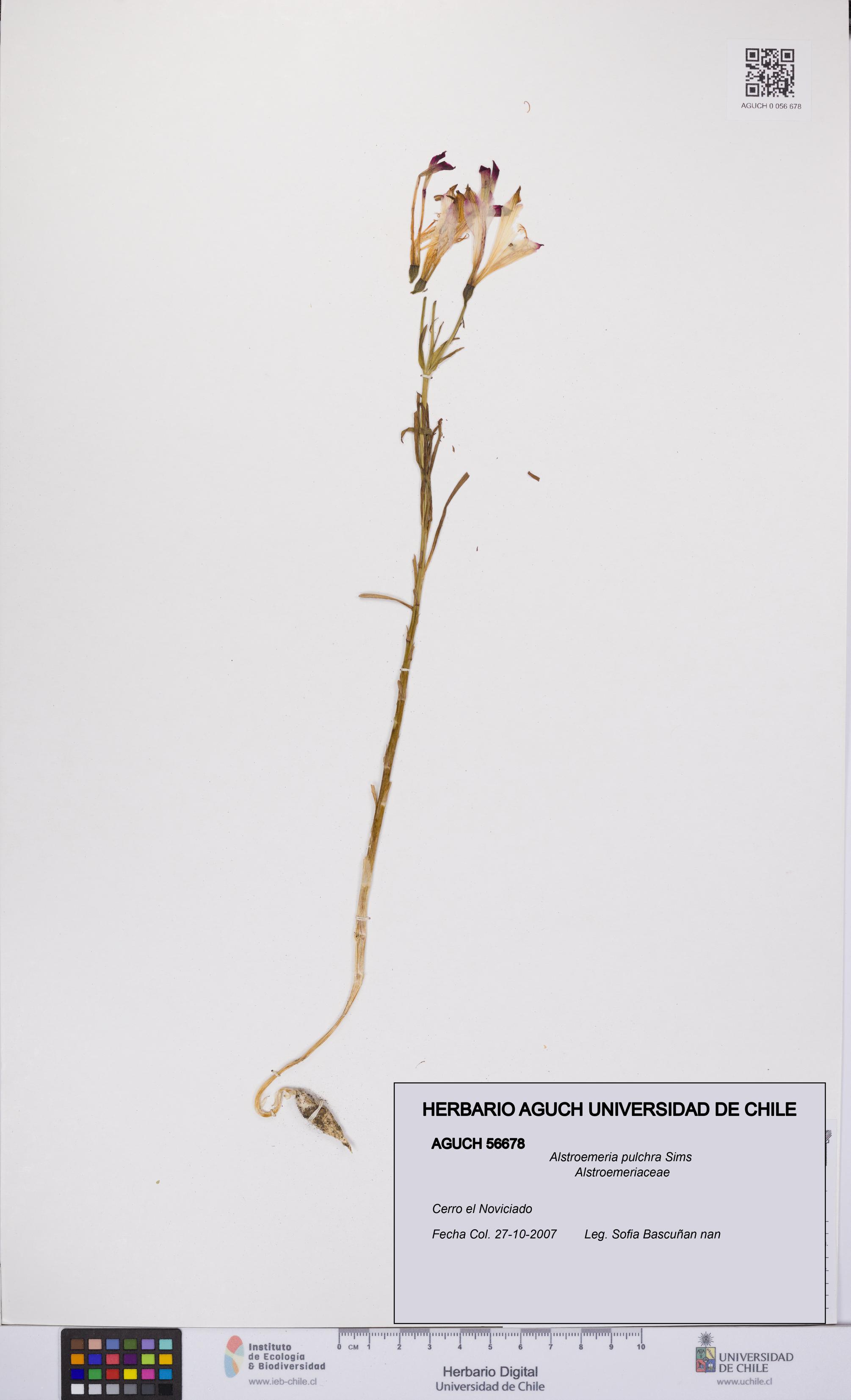 Alstroemeria pulchra [Espécimen: UCH:AGUCH:0056678]
