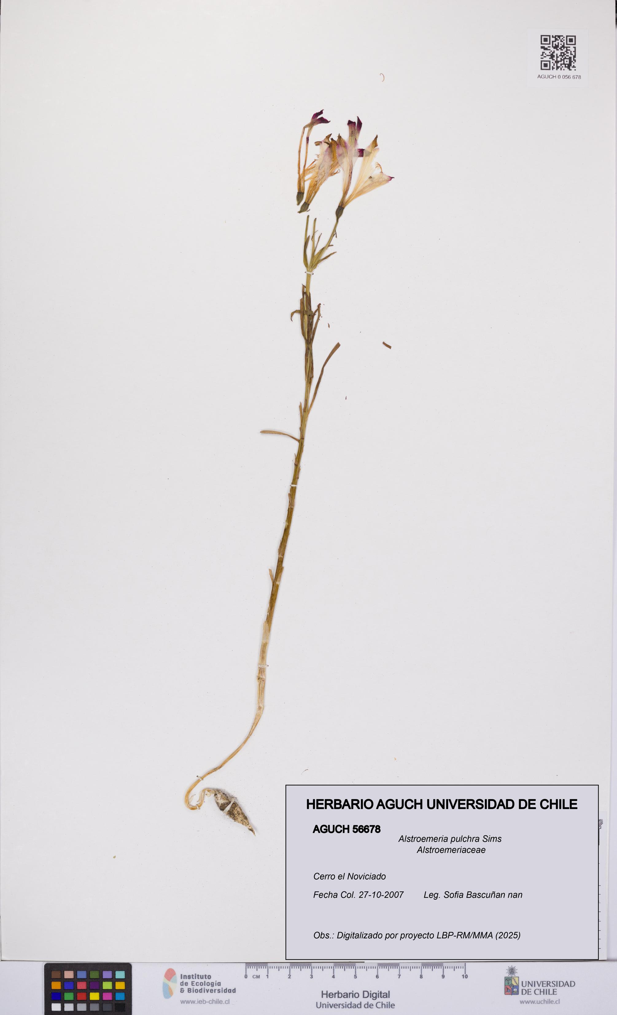 Alstroemeria pulchra [Espécimen: UCH:AGUCH:0056678]