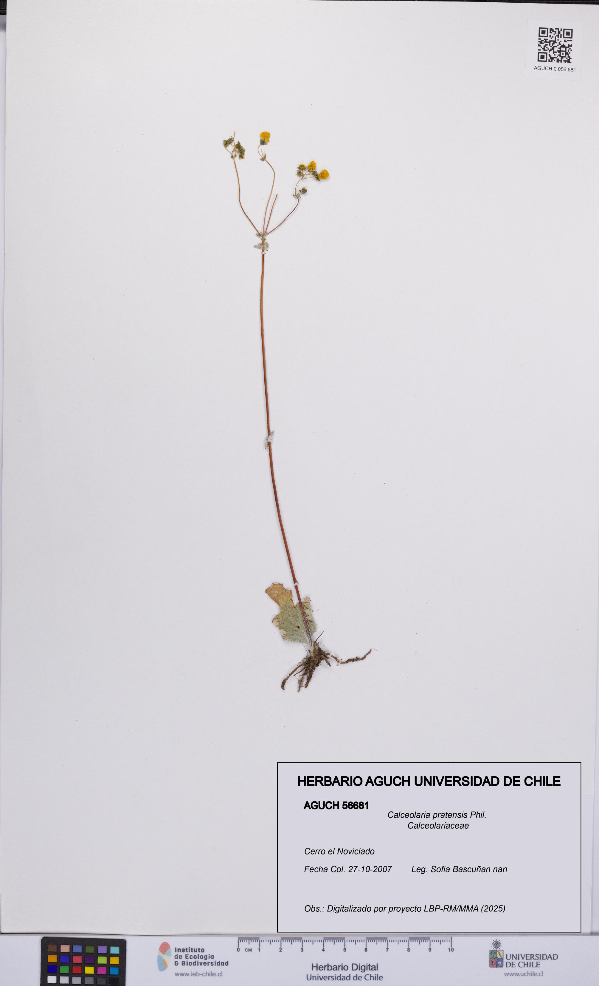 Calceolaria pratensis [Espécimen: UCH:AGUCH:0056681]