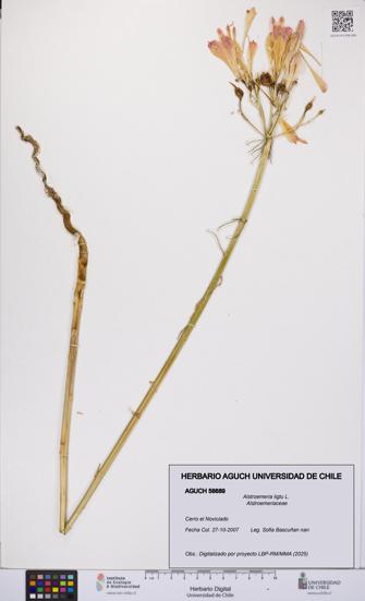 Alstroemeria ligtu [Espécimen: UCH:AGUCH:0056689]