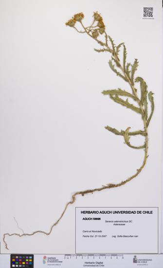 Senecio adenotrichius [Espécimen: UCH:AGUCH:0056696]