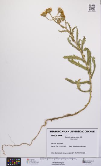 Senecio adenotrichius [Espécimen: UCH:AGUCH:0056696]