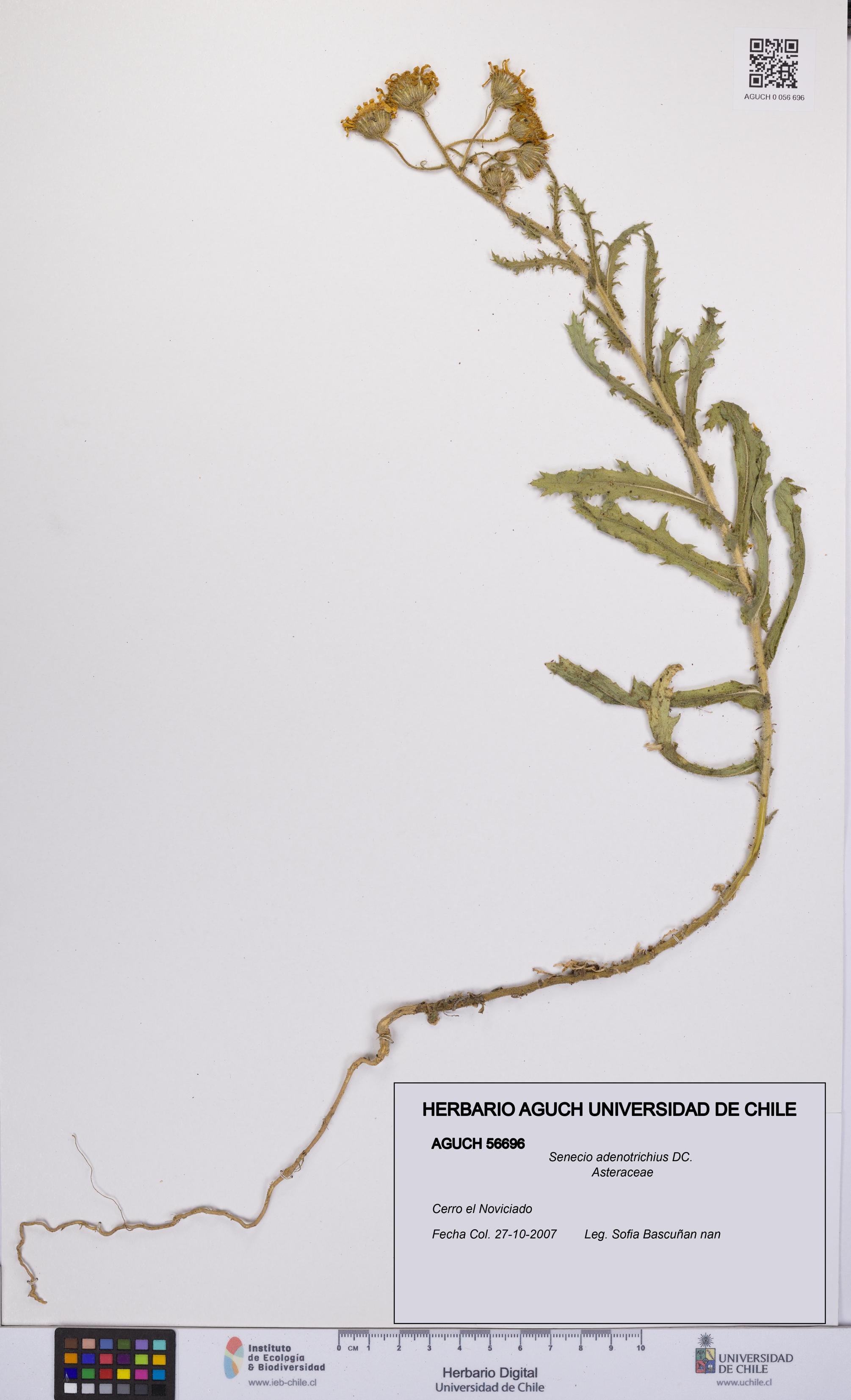 Senecio adenotrichius [Espécimen: UCH:AGUCH:0056696]