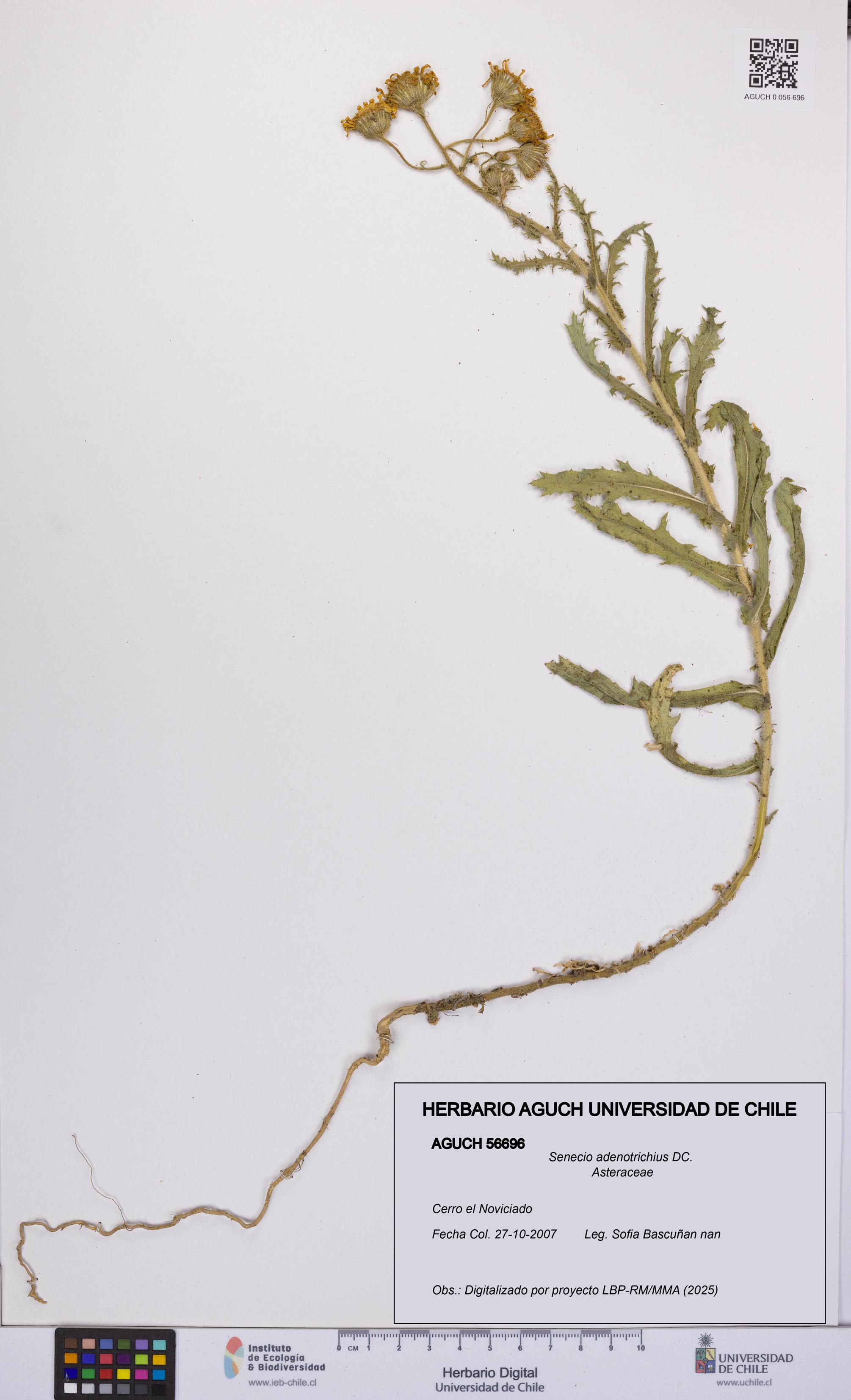 Senecio adenotrichius [Espécimen: UCH:AGUCH:0056696]