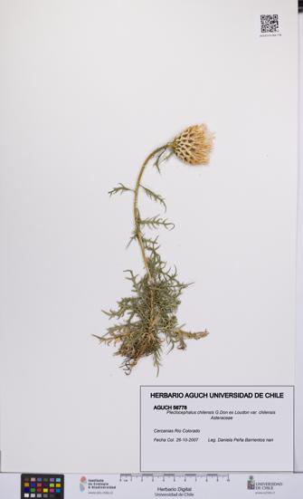 Plectocephalus chilensis var. chilensis [Espécimen: UCH:AGUCH:0056778]