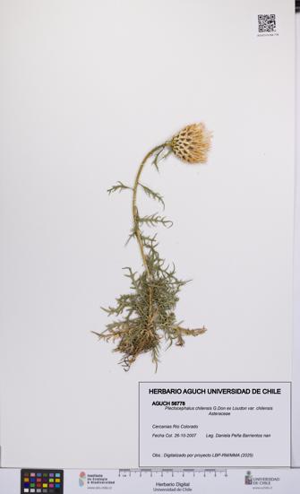 Plectocephalus chilensis var. chilensis [Espécimen: UCH:AGUCH:0056778]