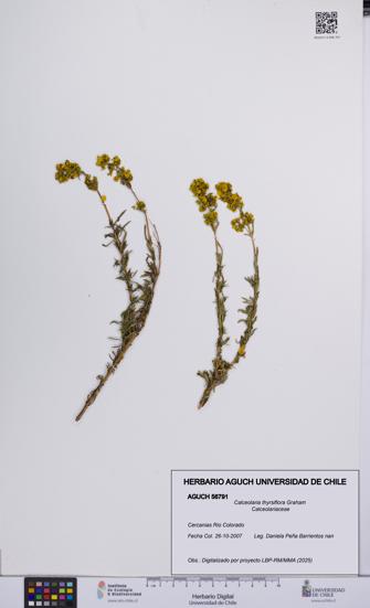 Calceolaria thyrsiflora [Espécimen: UCH:AGUCH:0056791]