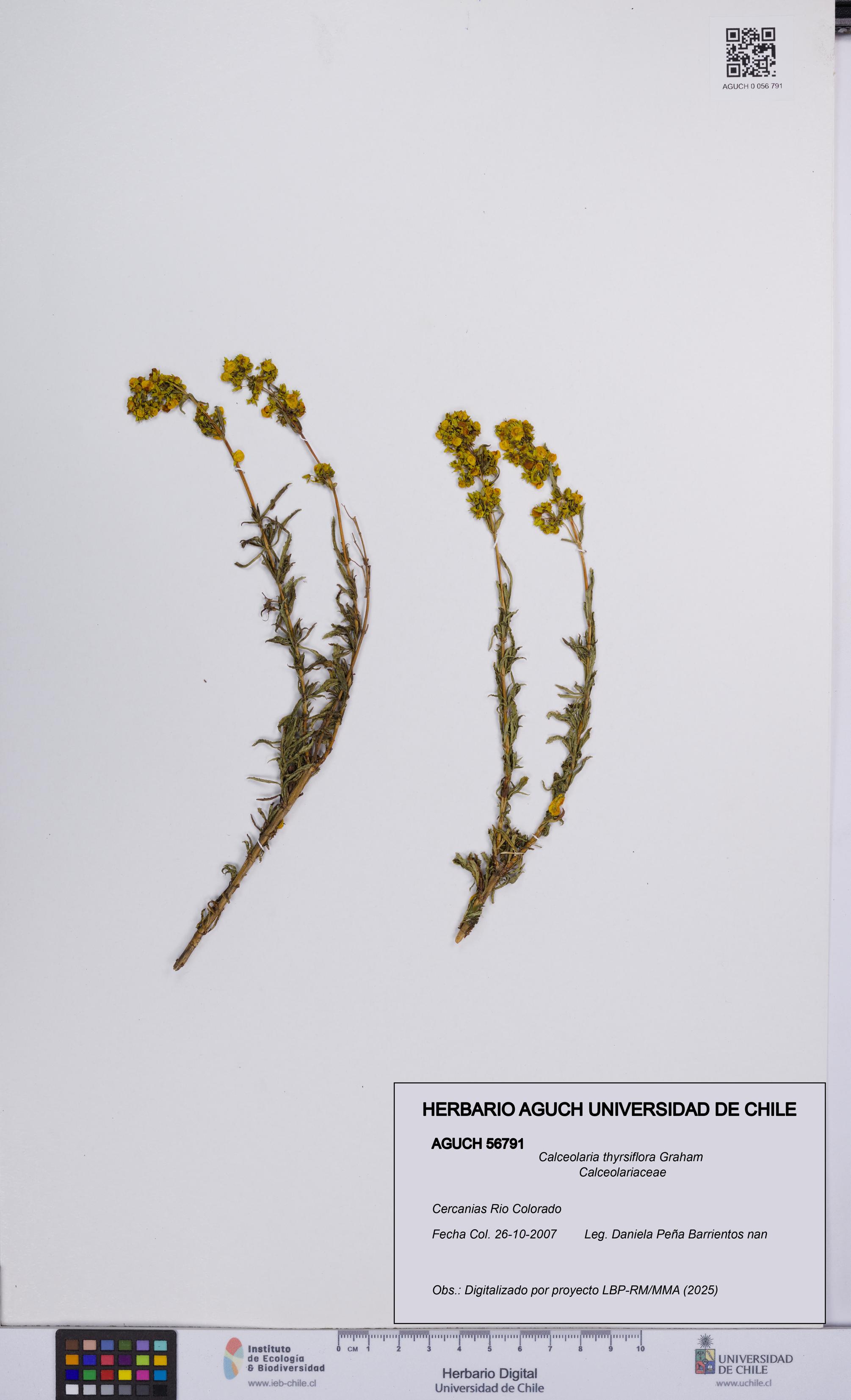 Calceolaria thyrsiflora [Espécimen: UCH:AGUCH:0056791]