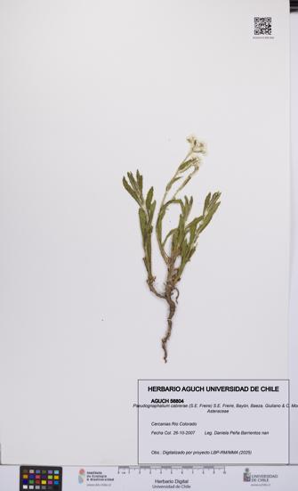 Pseudognaphalium cabrerae [Espécimen: UCH:AGUCH:0056804]