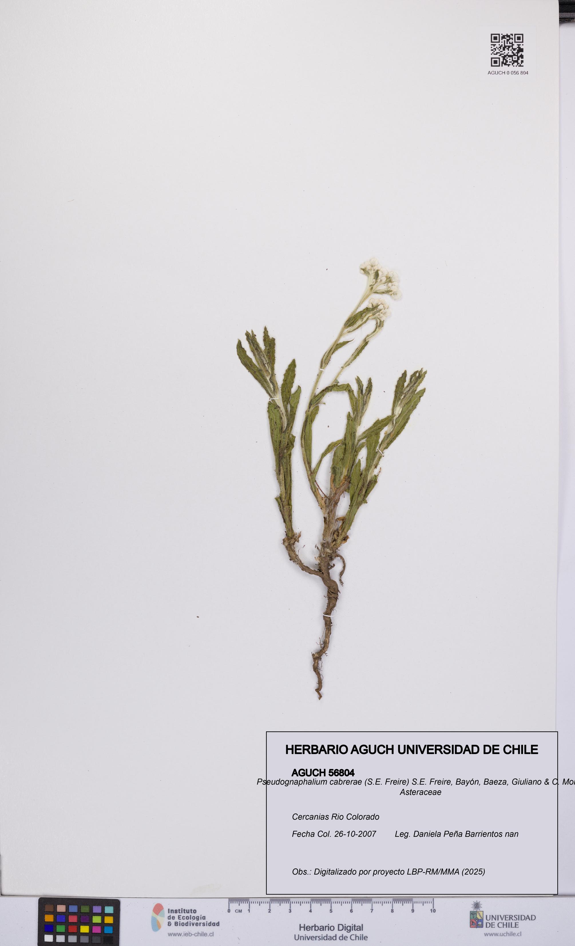 Pseudognaphalium cabrerae [Espécimen: UCH:AGUCH:0056804]