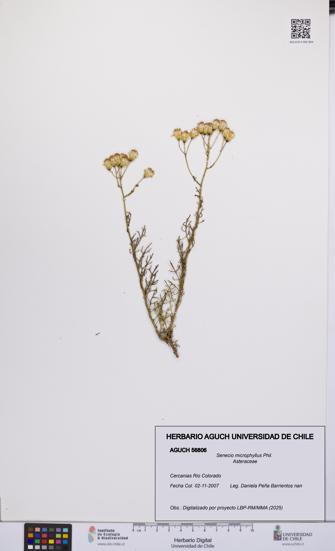 Senecio microphyllus [Espécimen: UCH:AGUCH:0056806]