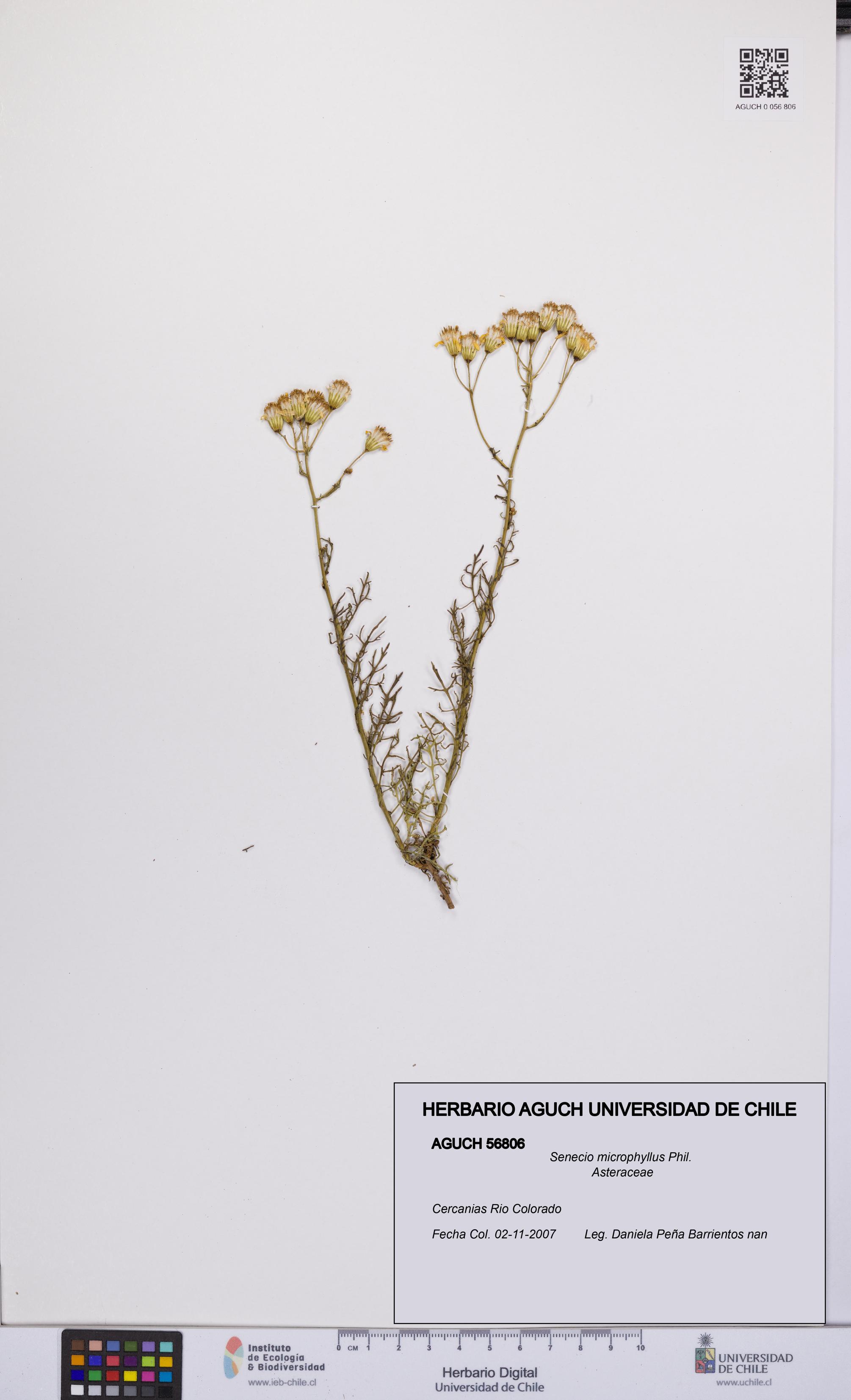 Senecio microphyllus [Espécimen: UCH:AGUCH:0056806]