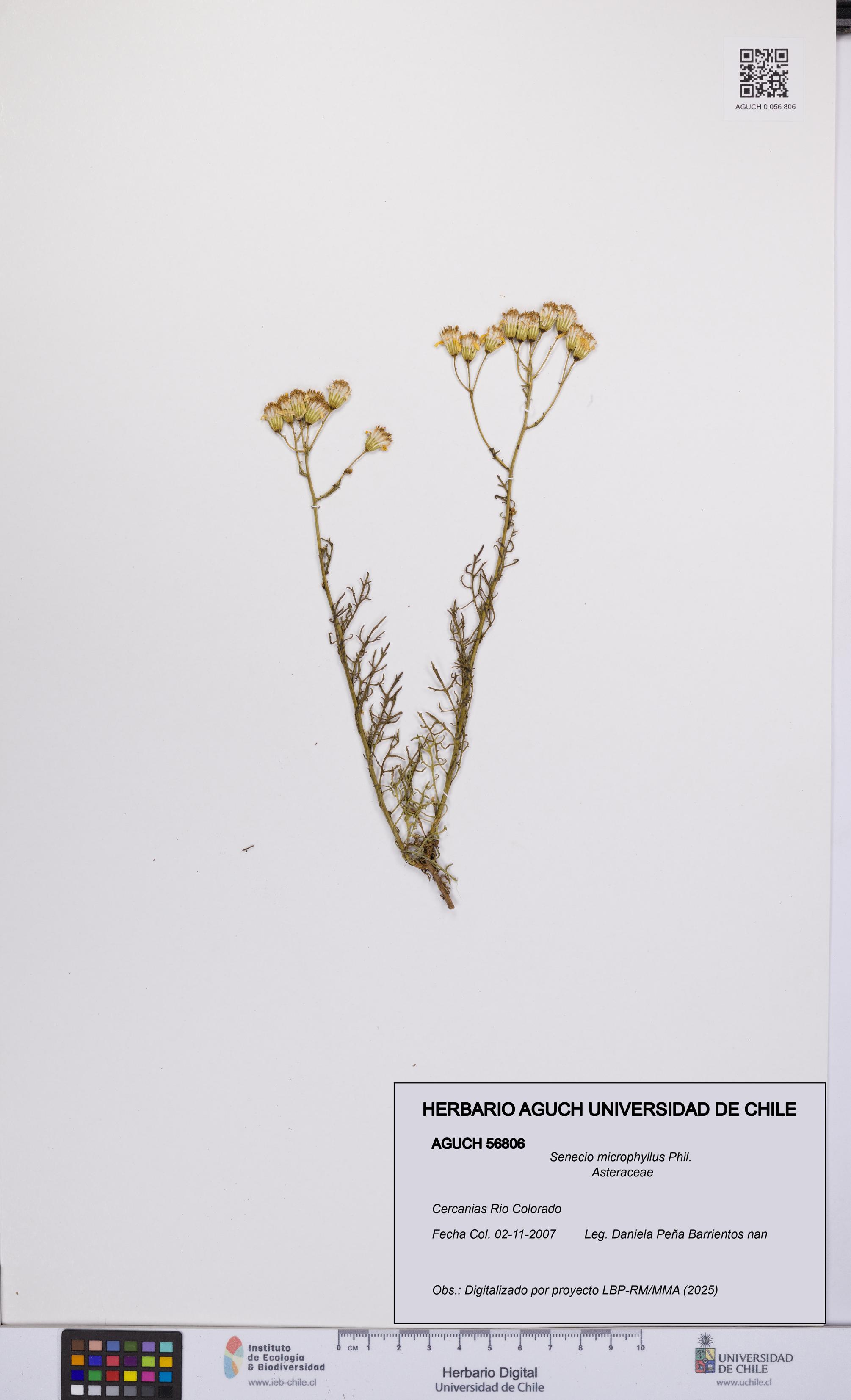 Senecio microphyllus [Espécimen: UCH:AGUCH:0056806]