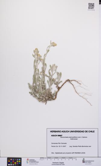 Gamochaeta stachydifolia [Espécimen: UCH:AGUCH:0056807]