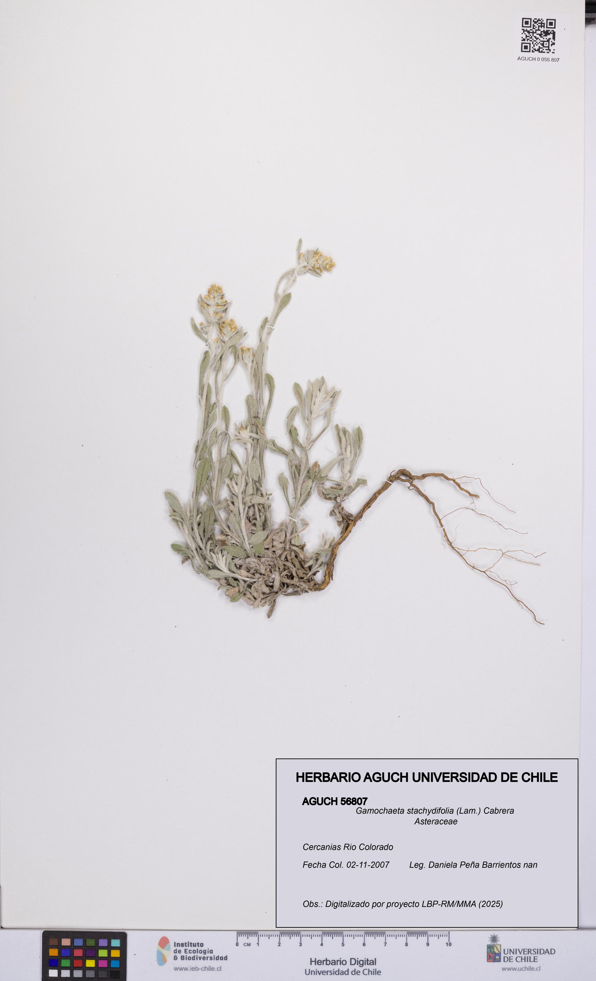 Gamochaeta stachydifolia [Espécimen: UCH:AGUCH:0056807]