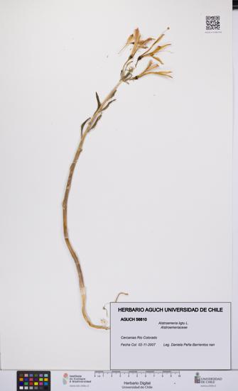 Alstroemeria ligtu [Espécimen: UCH:AGUCH:0056810]