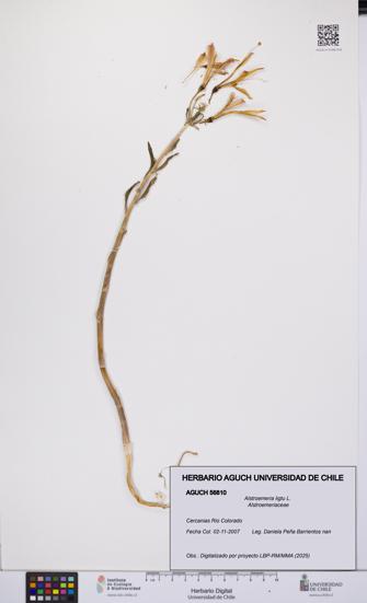 Alstroemeria ligtu [Espécimen: UCH:AGUCH:0056810]