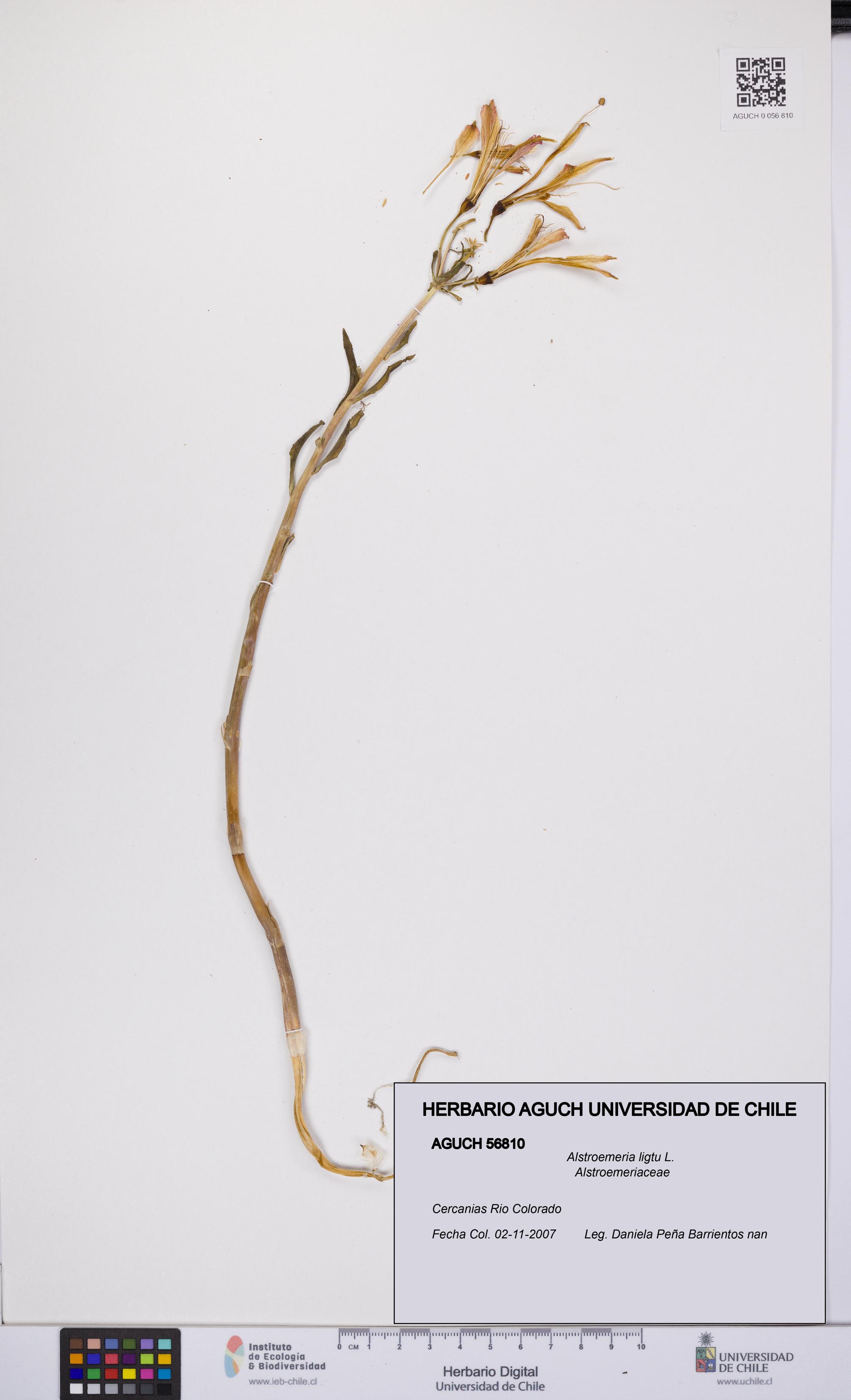 Alstroemeria ligtu [Espécimen: UCH:AGUCH:0056810]