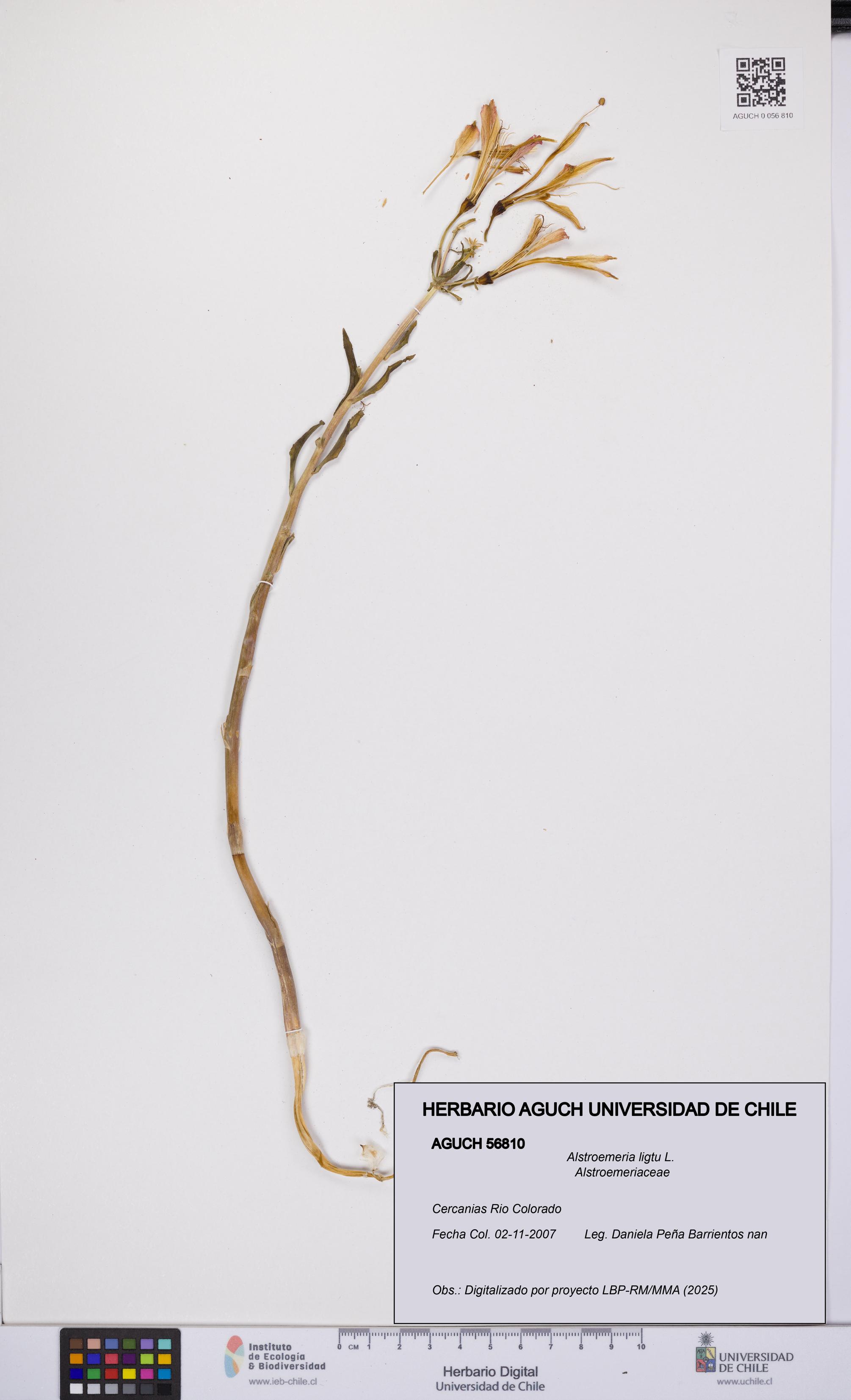 Alstroemeria ligtu [Espécimen: UCH:AGUCH:0056810]