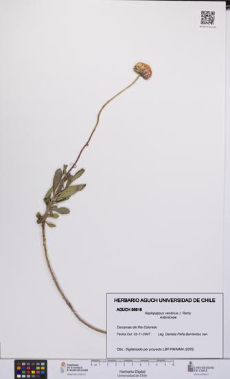 Haplopappus velutinus [Espécimen: UCH:AGUCH:0056818]