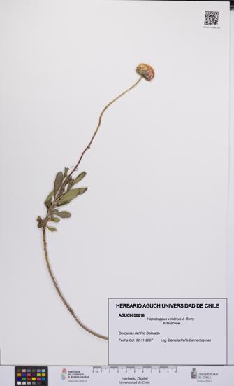 Haplopappus velutinus [Espécimen: UCH:AGUCH:0056818]