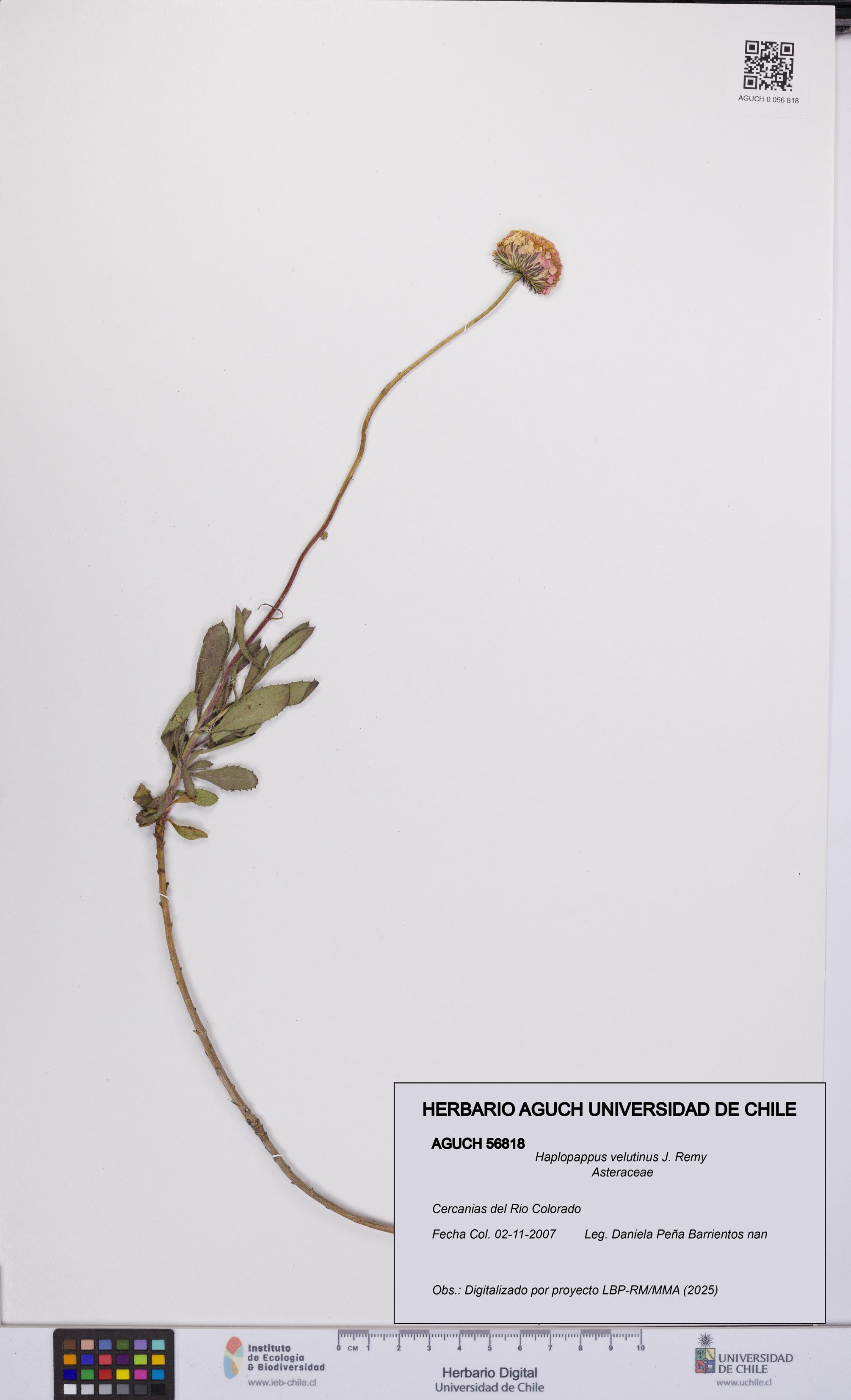 Haplopappus velutinus [Espécimen: UCH:AGUCH:0056818]