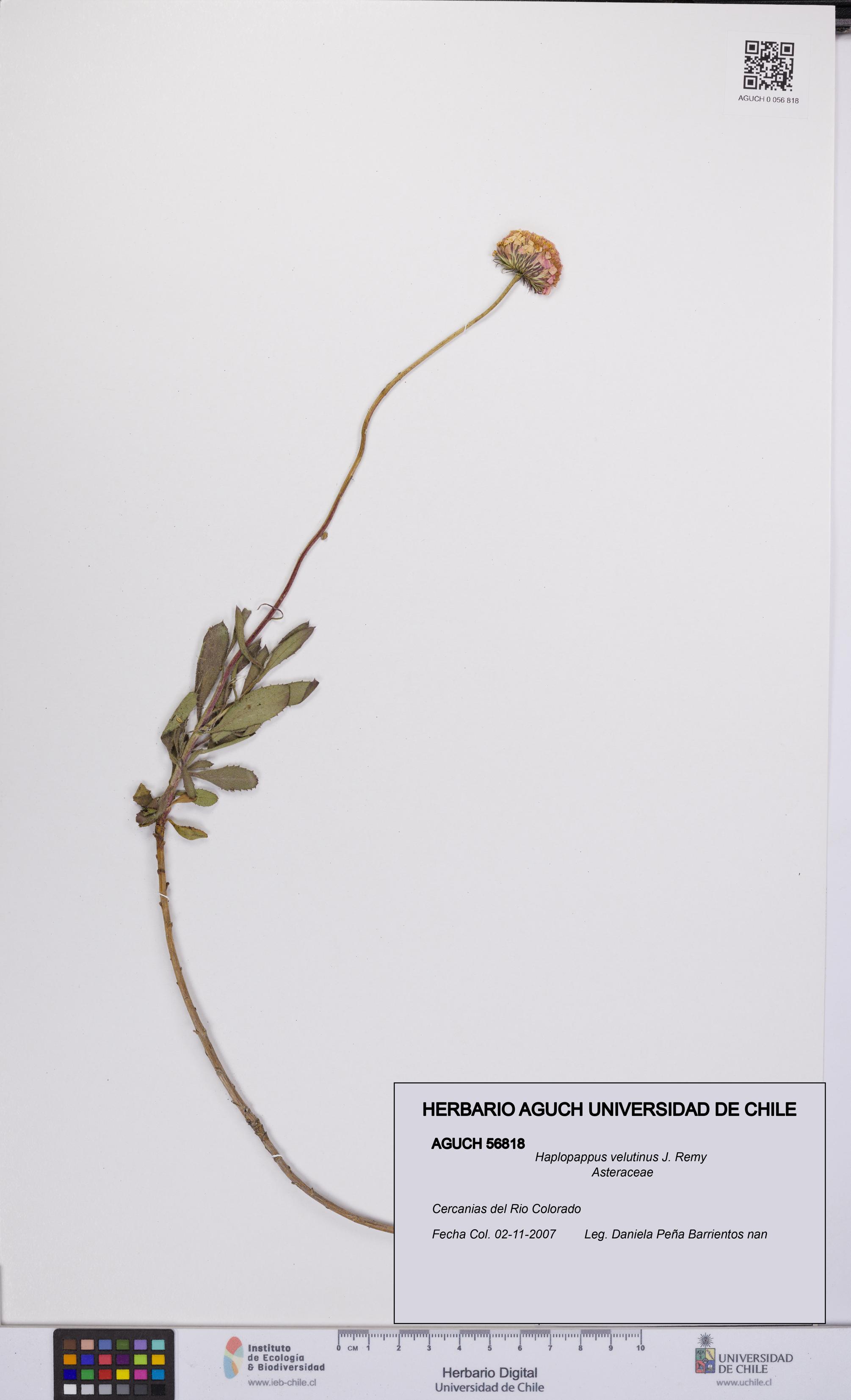 Haplopappus velutinus [Espécimen: UCH:AGUCH:0056818]