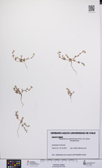 Plagiobothrys calandrinioides [Espécimen: UCH:AGUCH:0056822]