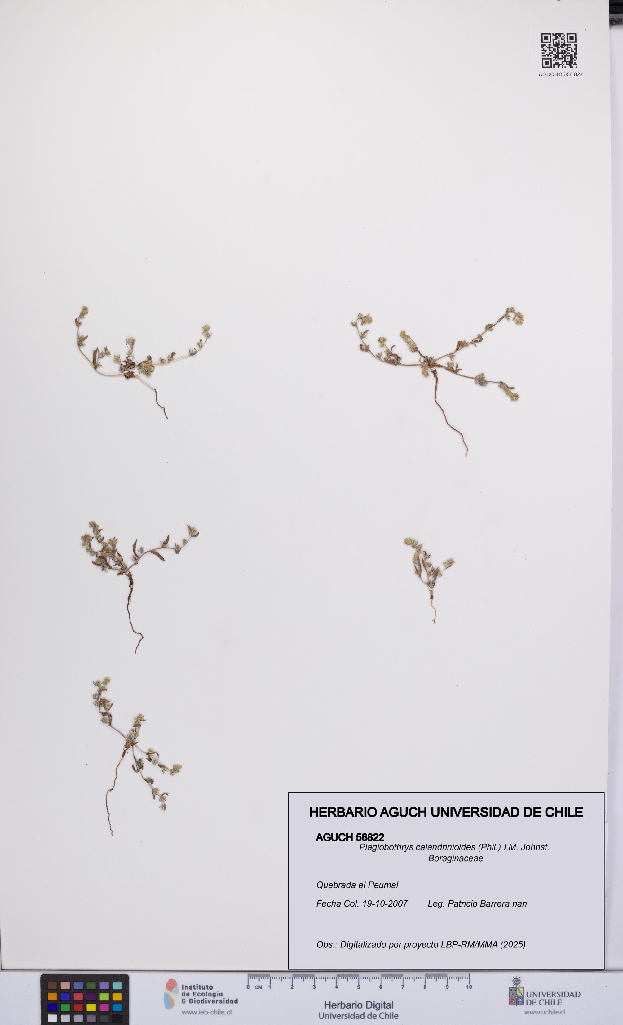 Plagiobothrys calandrinioides [Espécimen: UCH:AGUCH:0056822]