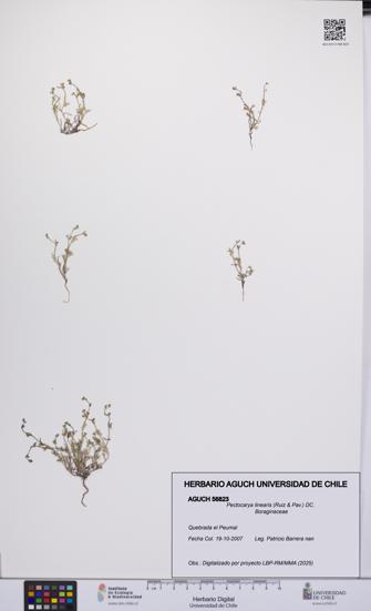 Pectocarya linearis [Espécimen: UCH:AGUCH:0056823]