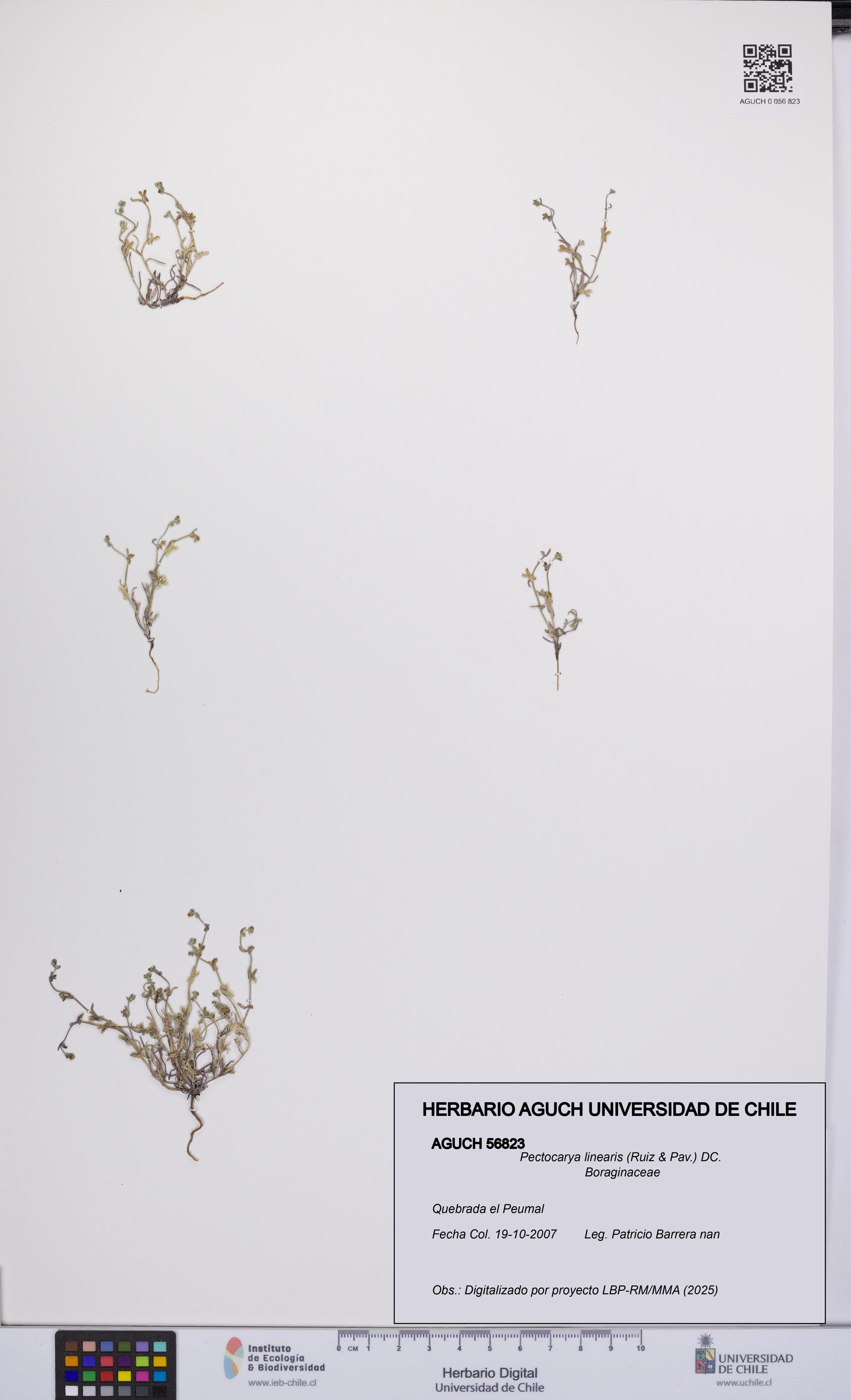 Pectocarya linearis [Espécimen: UCH:AGUCH:0056823]