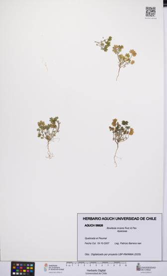 Bowlesia incana [Espécimen: UCH:AGUCH:0056826]