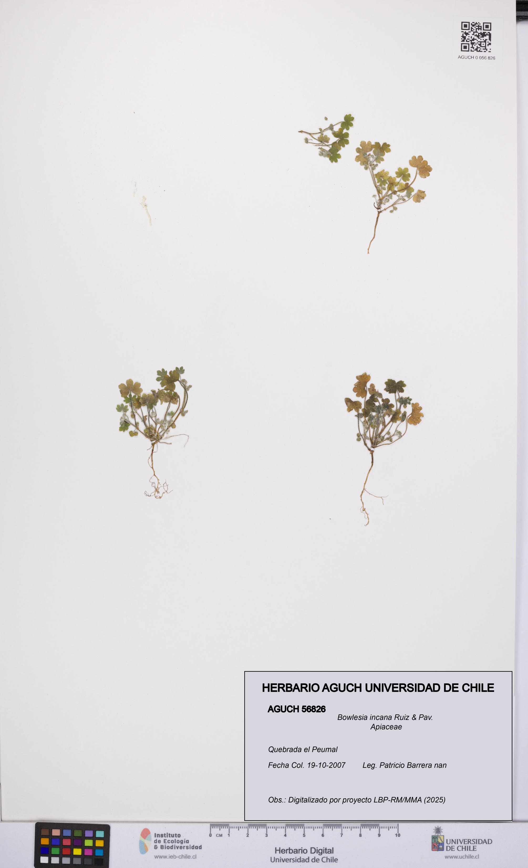 Bowlesia incana [Espécimen: UCH:AGUCH:0056826]