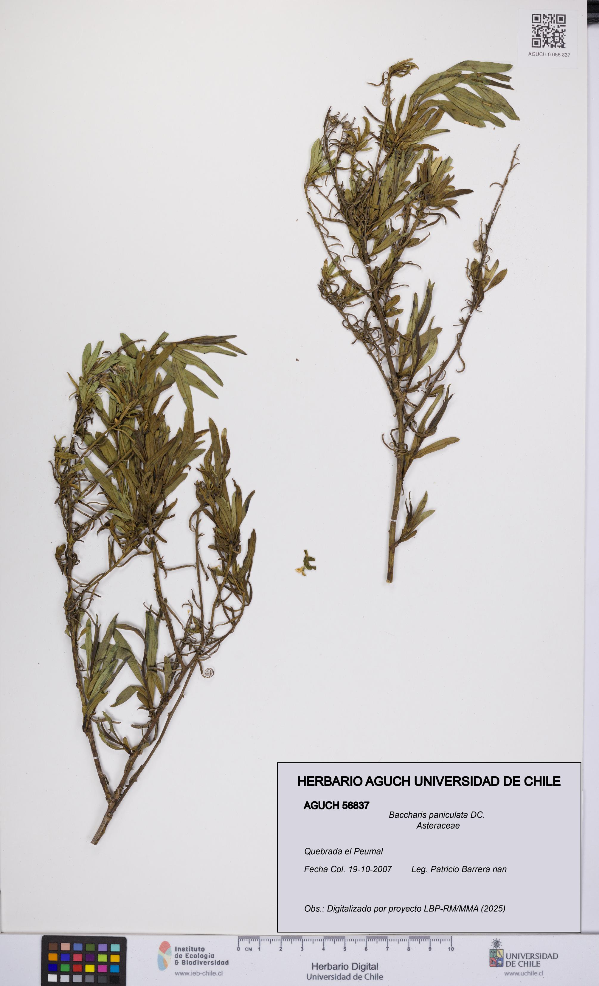 Baccharis paniculata [Espécimen: UCH:AGUCH:0056837]