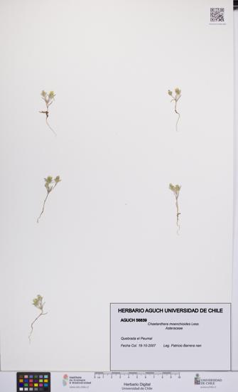 Chaetanthera moenchioides [Espécimen: UCH:AGUCH:0056839]
