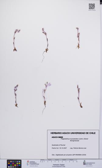 Plagiobothrys myosotoides [Espécimen: UCH:AGUCH:0056855]