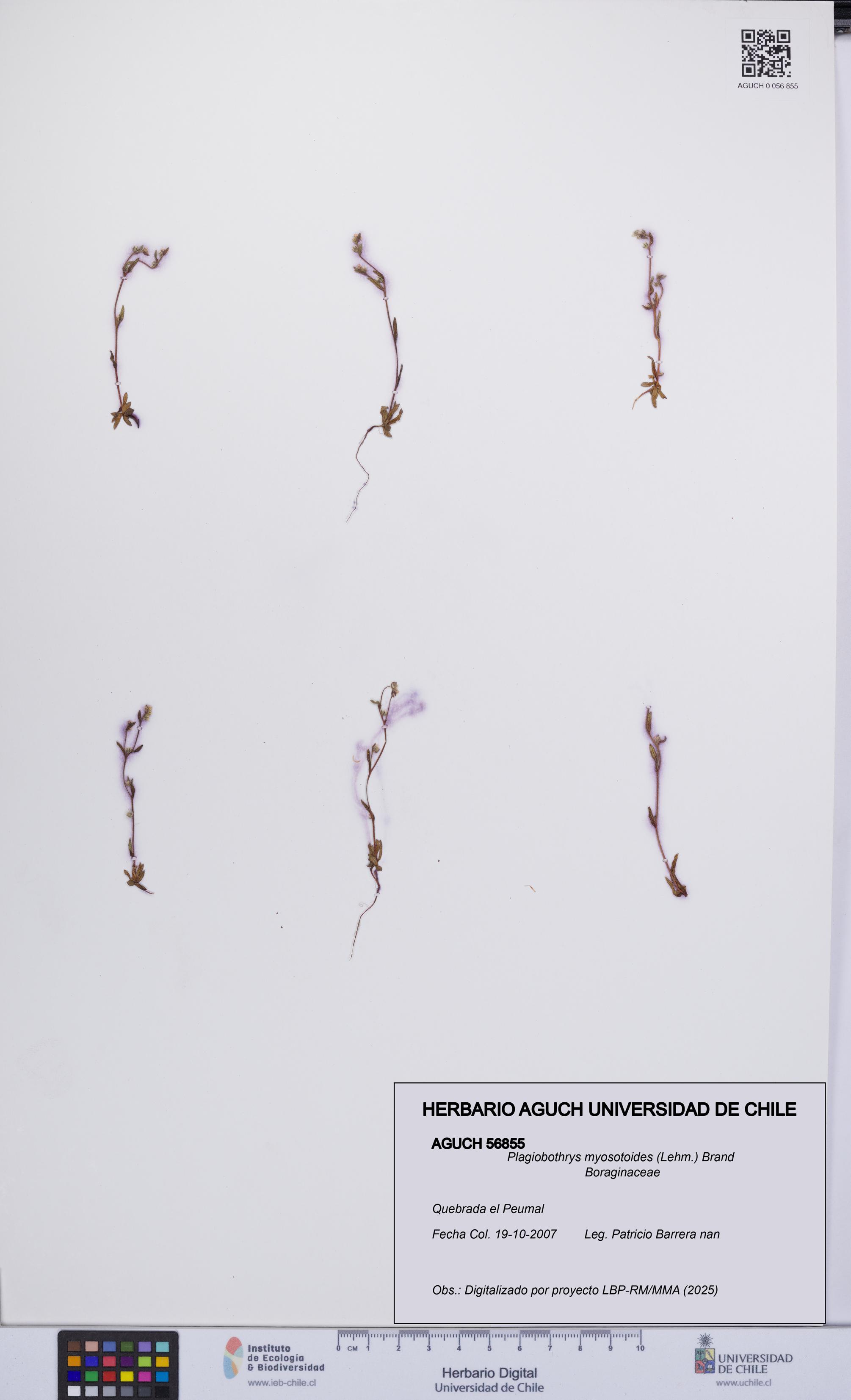 Plagiobothrys myosotoides [Espécimen: UCH:AGUCH:0056855]