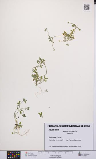 Bowlesia uncinata [Espécimen: UCH:AGUCH:0056856]