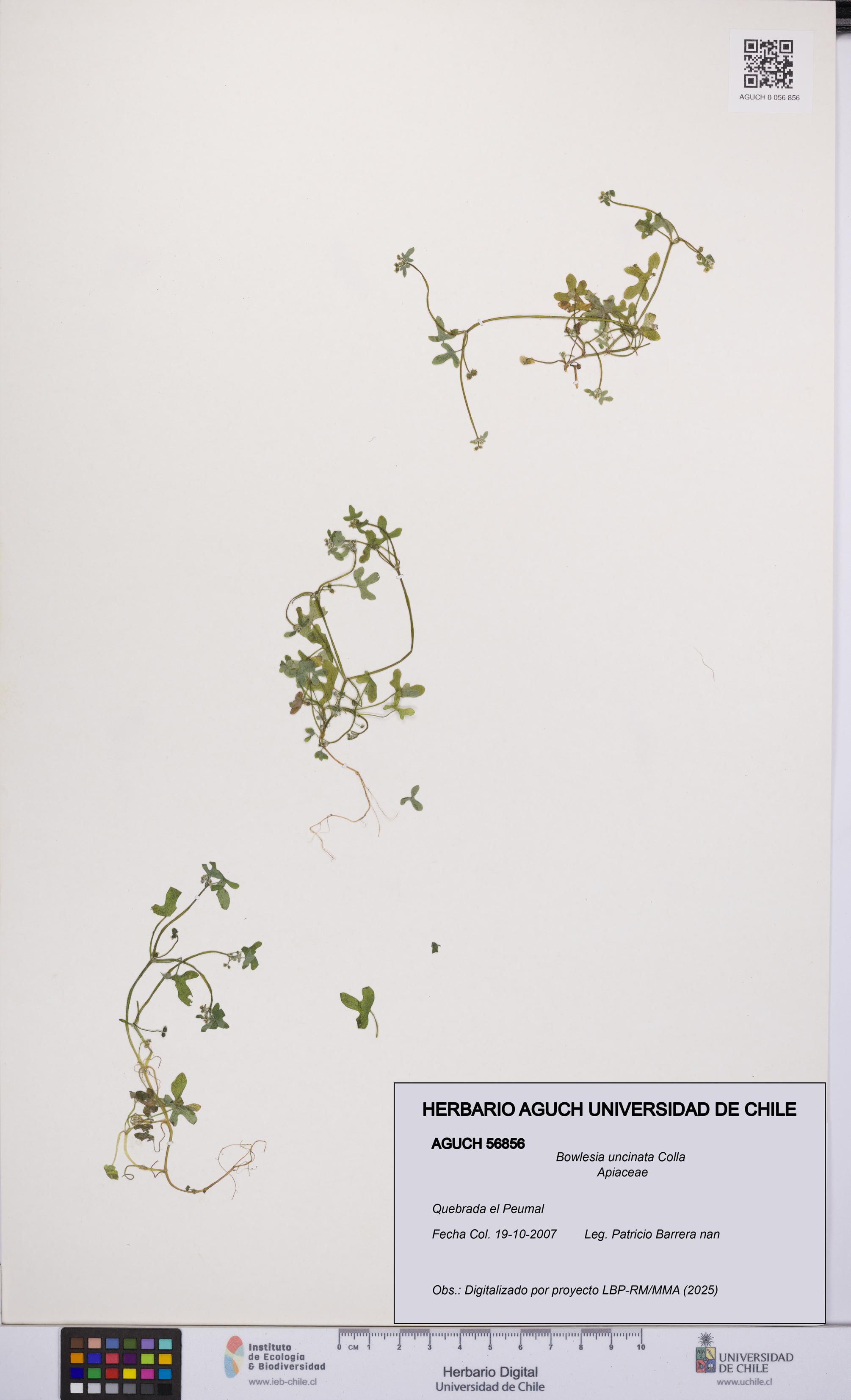 Bowlesia uncinata [Espécimen: UCH:AGUCH:0056856]