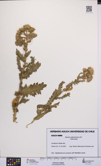 Senecio adenotrichius [Espécimen: UCH:AGUCH:0056880]