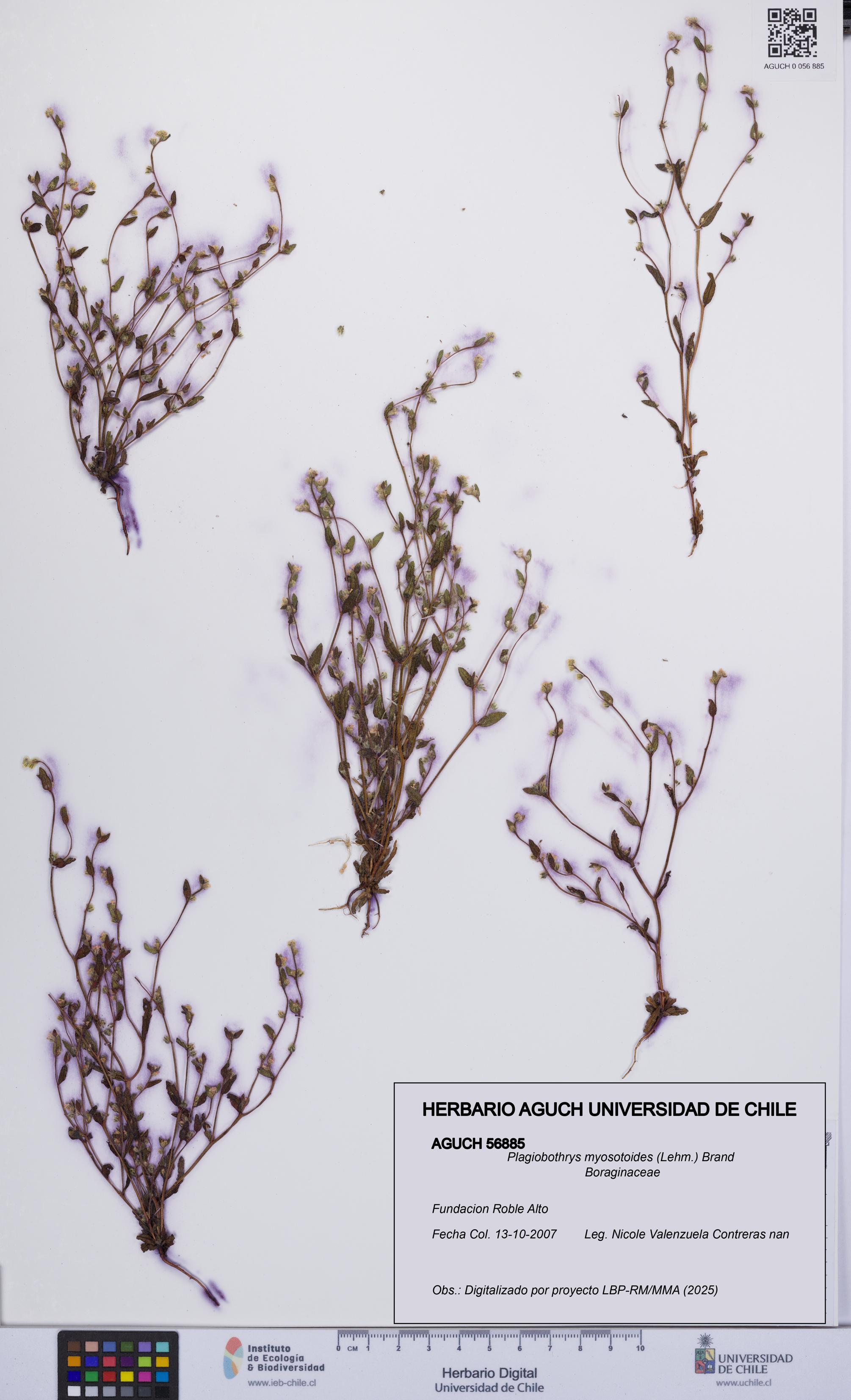 Plagiobothrys myosotoides [Espécimen: UCH:AGUCH:0056885]