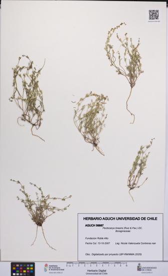 Pectocarya linearis [Espécimen: UCH:AGUCH:0056887]