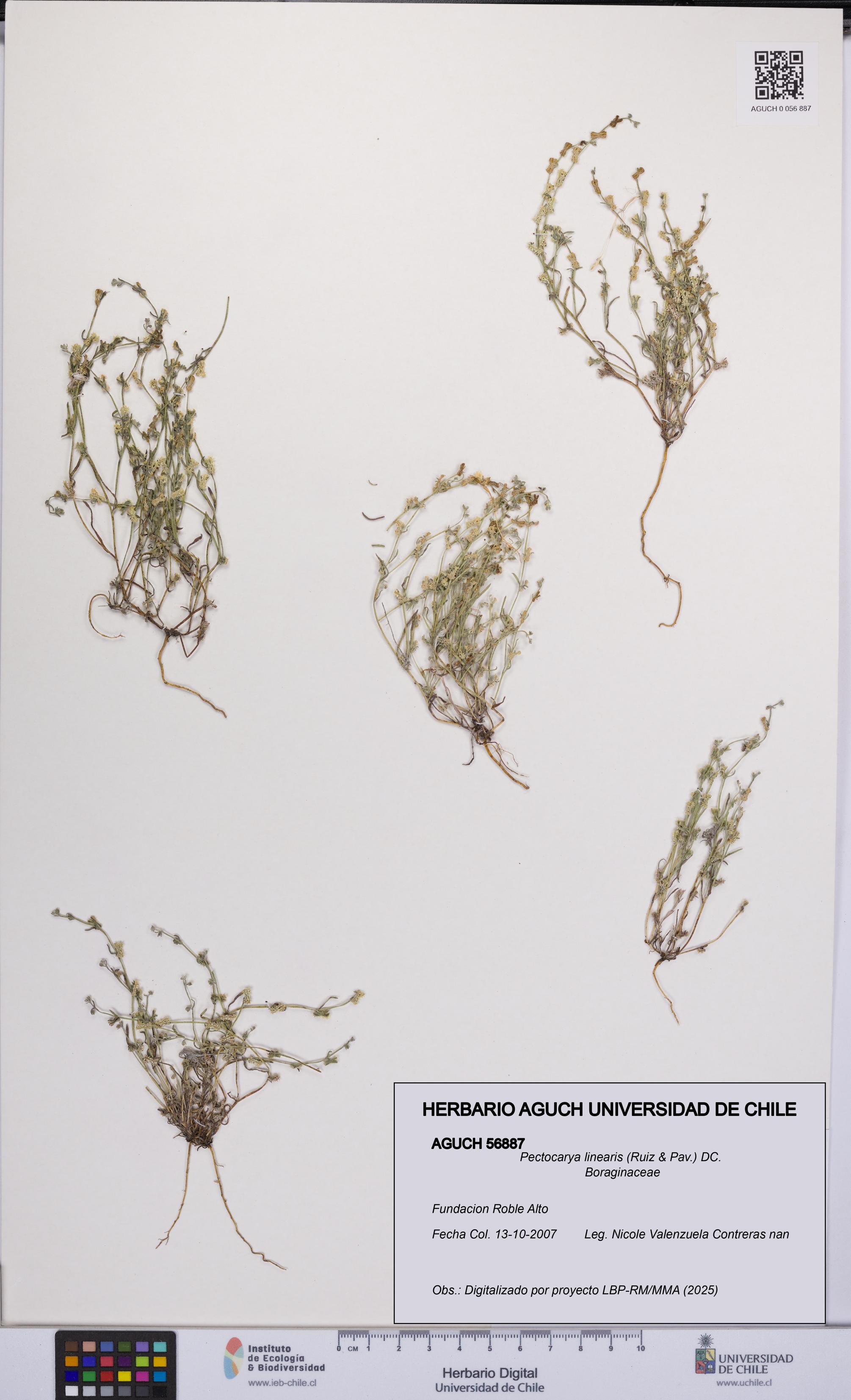 Pectocarya linearis [Espécimen: UCH:AGUCH:0056887]