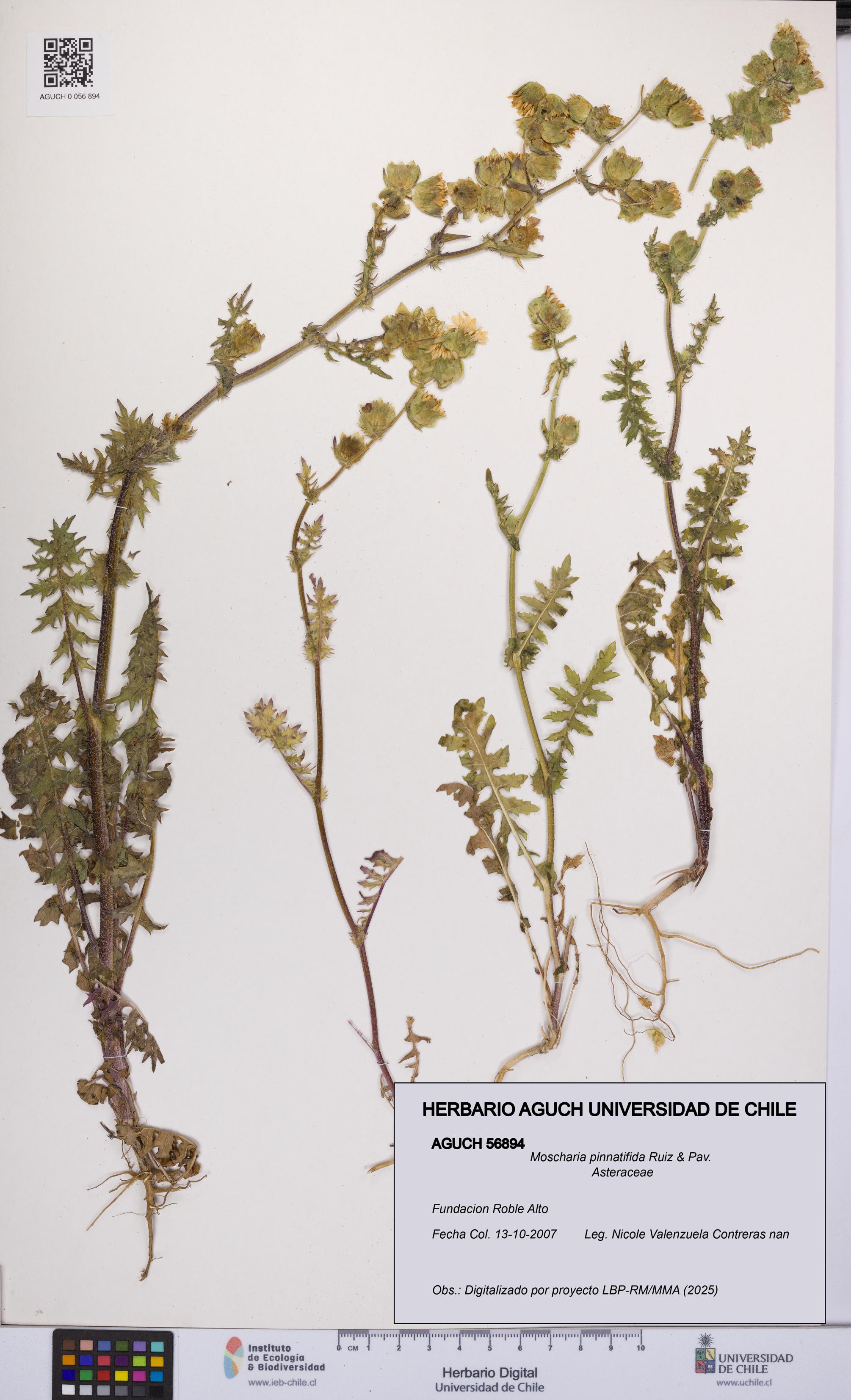 Moscharia pinnatifida [Espécimen: UCH:AGUCH:0056894]