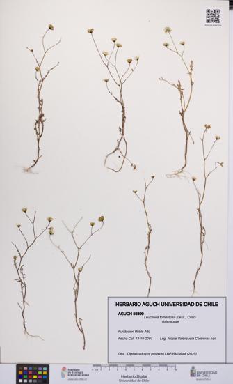 Leucheria tomentosa [Espécimen: UCH:AGUCH:0056899]